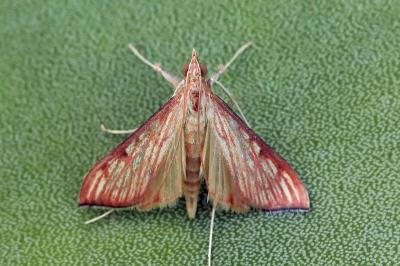 Antigastra catalaunalis