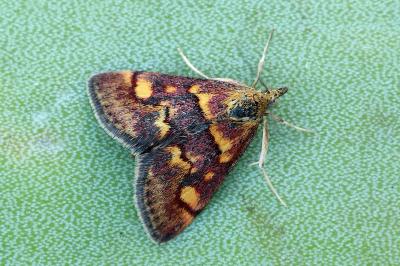 Pyrausta aurata