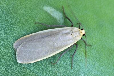 Katha depressa