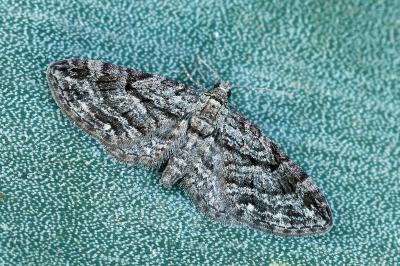 Eupithecia ericeata