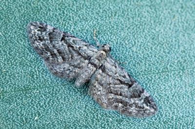 Eupithecia ericeata