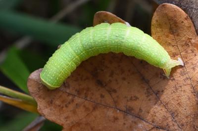 Pseudoips prasinanus