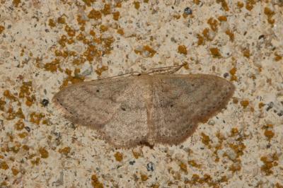 Scopula minorata