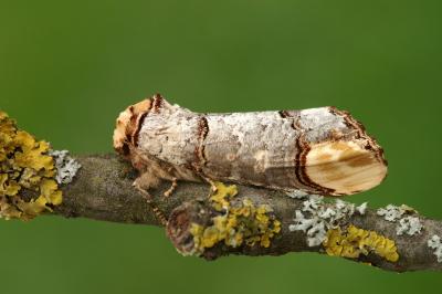 Phalera bucephala