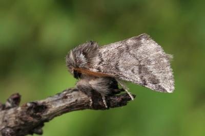 Thaumetopoea processionea