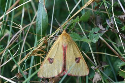 Diacrisia sannio