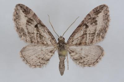Eupithecia ericeata