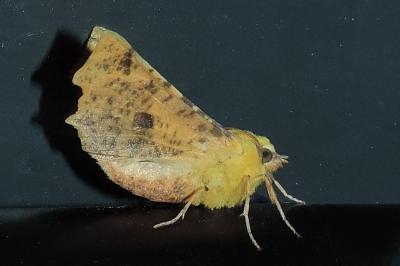 Ennomos alniaria