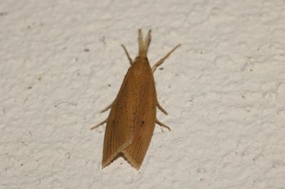 Chilo phragmitellus