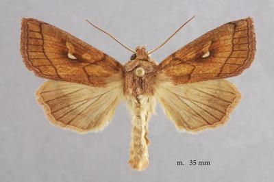Mythimna conigera