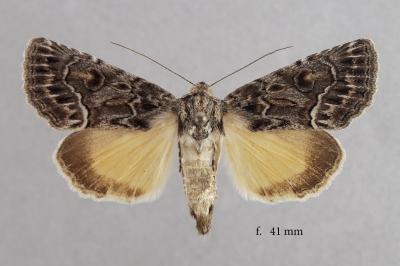 Thalpophila matura