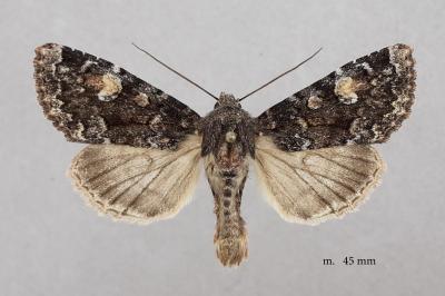 Apamea rubrirena