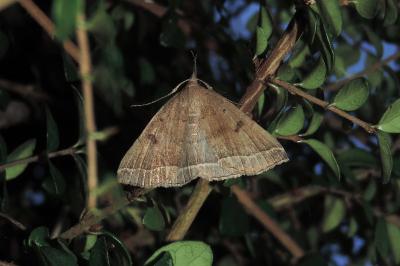 Polypogon plumigeralis