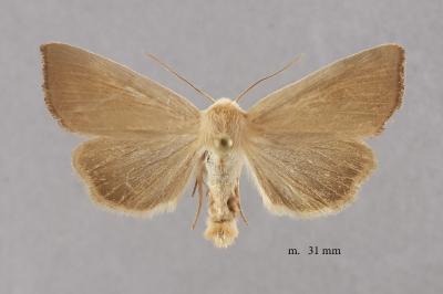 Arenostola phragmitidis