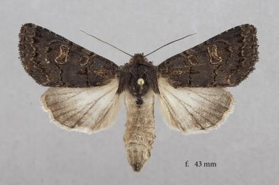 Tholera cespitis