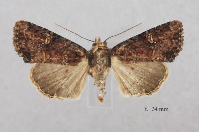 Mesapamea secalis
