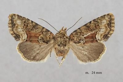 Oligia versicolor