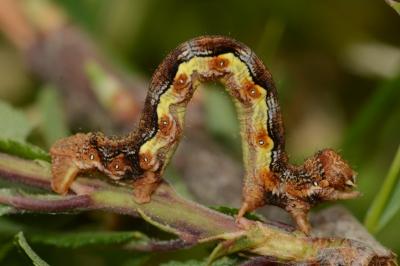Erannis defoliaria