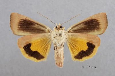 Noctua janthe