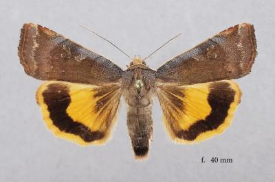 Noctua janthe