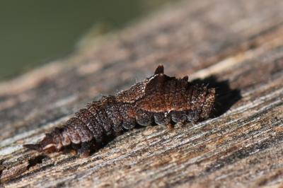 Cilix glaucata