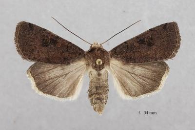 Xestia xanthographa