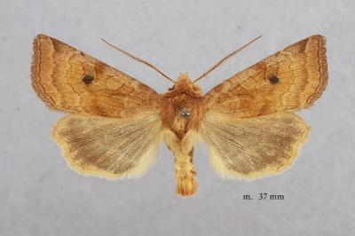 Xestia ochreago