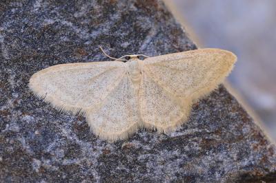 Idaea squalidaria