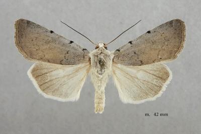 Xestia ashworthii