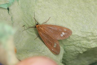 Dysauxes ancilla