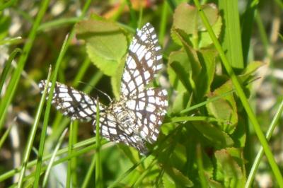 Chiasmia clathrata