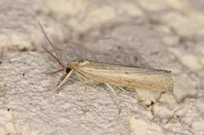 Pediasia contaminella