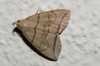 Herminia grisealis