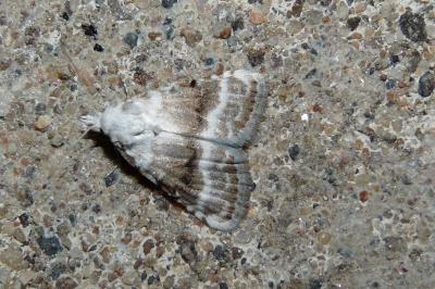 Meganola albula