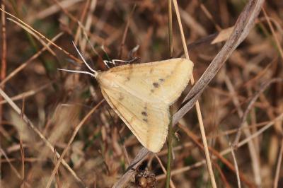 Aspitates ochrearia