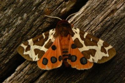 Arctia caja