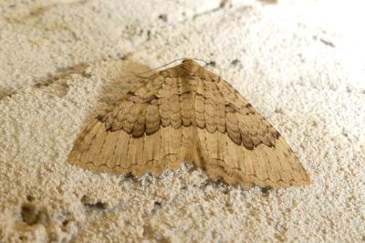 Triphosa tauteli