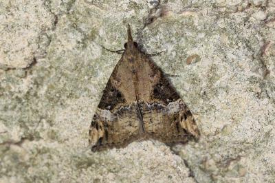 Hypena obsitalis