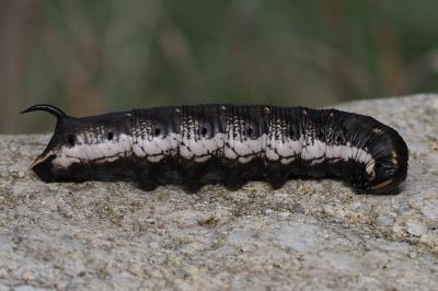 Agrius convolvuli