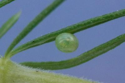 Deilephila porcellus