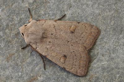 Xestia castanea