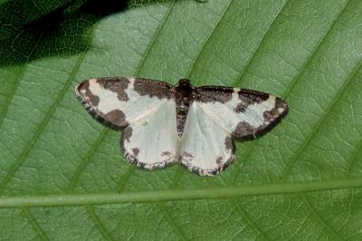 Lomaspilis marginata