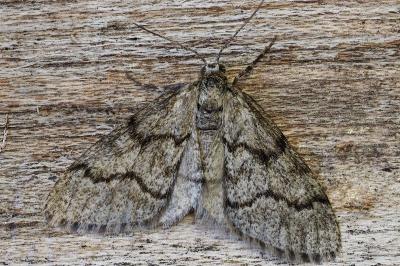 Tephronia sepiaria