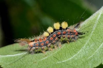Orgyia antiqua
