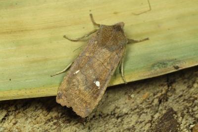 Eupsilia transversa