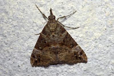 Hypena obsitalis