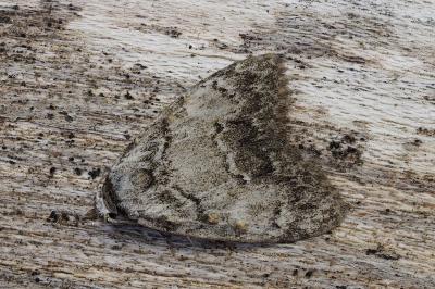 Meganola strigula