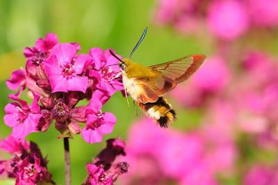 Hemaris fuciformis