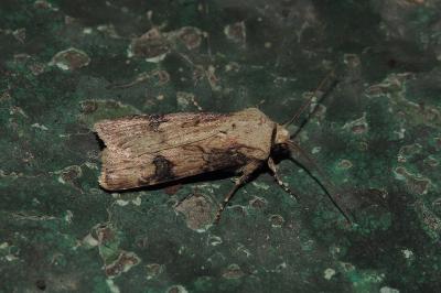 Agrotis puta