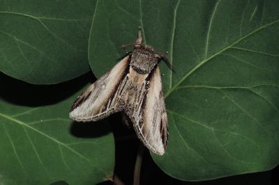 Pheosia tremula
